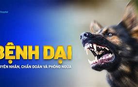 Chó Đã Chích Ngừa Dại Cắn